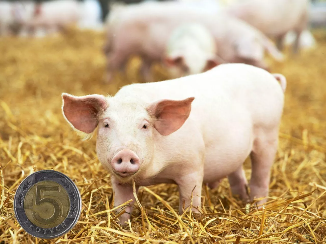 Ceny prosiąt na koniec października 2025