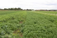 Międzyplony w mieszance kilku gatunków