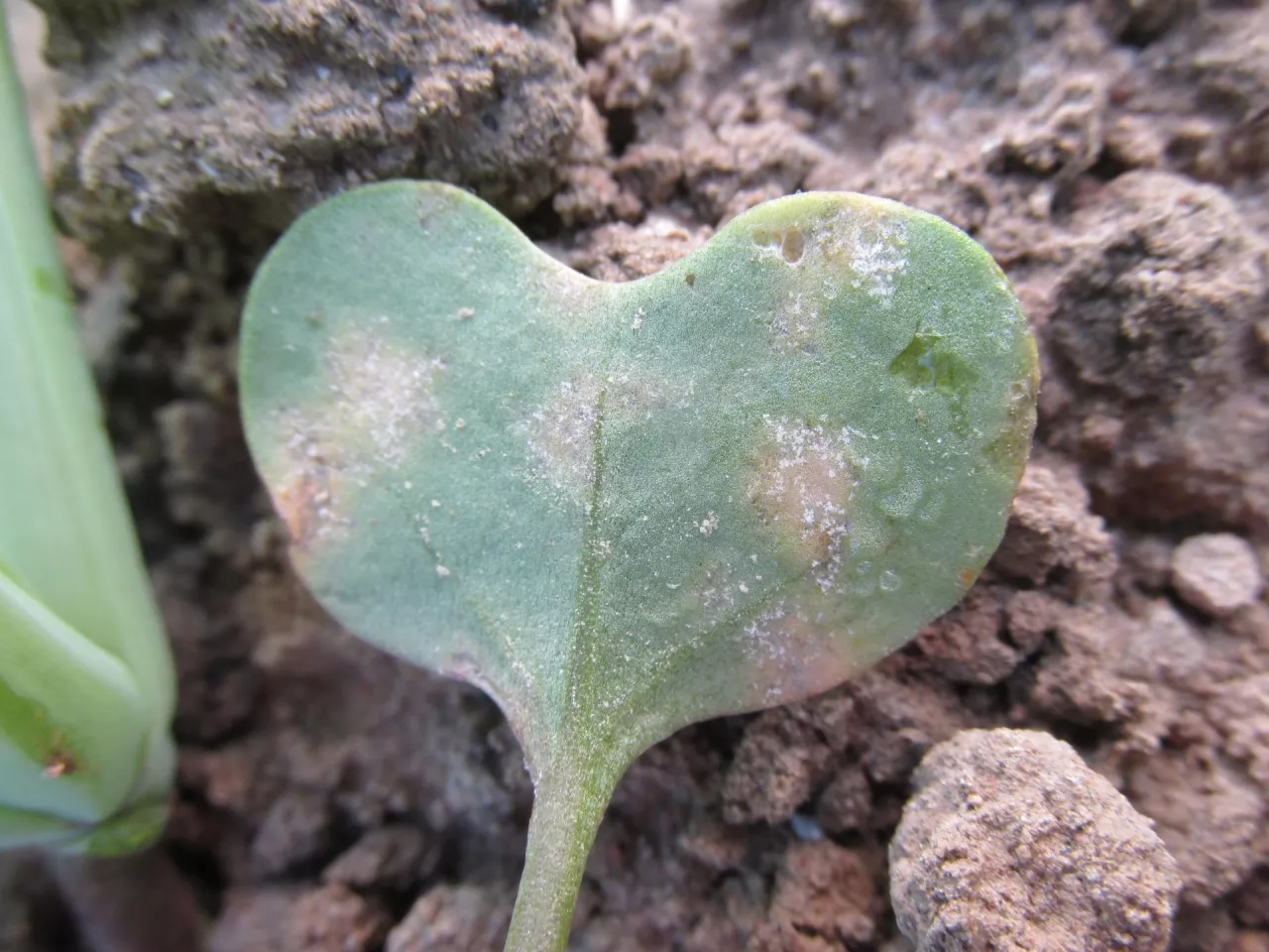 mączniak rzekomy rzepak porażenie dolna strona liścieni