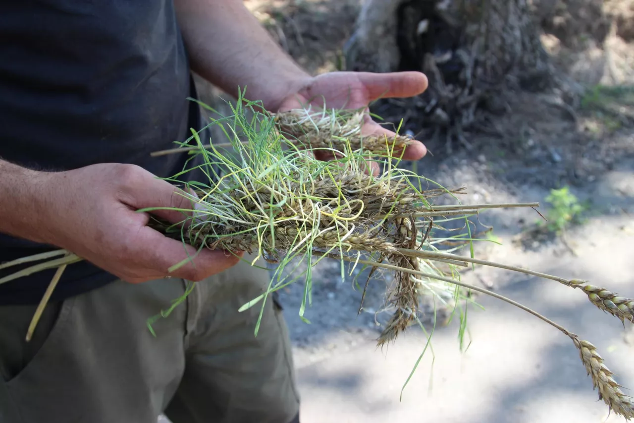 To już ostatni dzień na złożenie wniosku o pomoc dla rolników z Żuław
