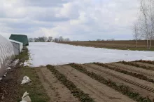 W tym roku są 2 hektary truskawki w polu, część pod agrowłókniną.