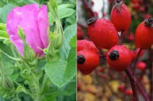 Posadź dziką różę nie tylko dla ozdoby