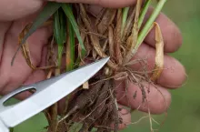 Fuzaryjna zgorzel podstawy źdźbła korzeni