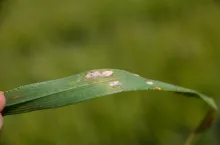 Mączniak prawdziwy na jęczmieniu