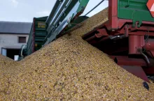 Kukurydza wysypująca się z przyczepy rolniczej