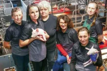 Okładka top świnie