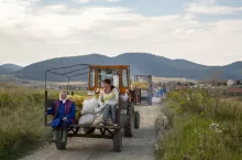 Ravnogor, Bulgaria, August 24, 2018: worker came back from the potatoes field with tractor trailer full off bags in the village of Ravnogor, Bulgaria