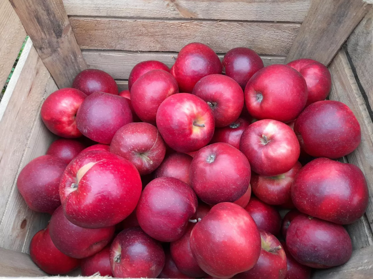 Jabłka przeznaczone do przechowania muszą być suche, zdrowe, bez śladów uszkodzeń i układane w czystych skrzynkach