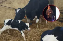 Prof. Kowalski zdradza 5 zasad, jak uniknąć chorób metabolicznych u krów mlecznych