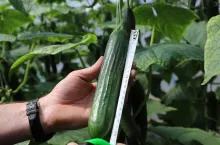 Uprawa ogórków pod osłonami