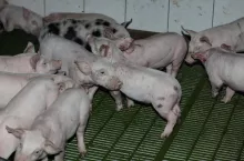 Warchlaki na rusztach