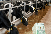 Eksperci: na początku 2026 możliwy wyraźny spadek cen mleka