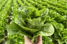 Sałata mini rzymska