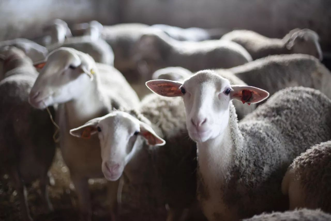 Owce w owczarni