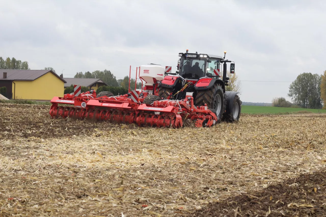 Uprawa ścierniska po kukurydzy