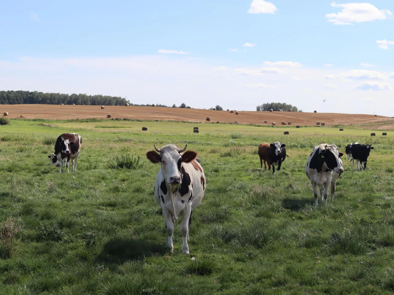 Komisja Europejska chce, aby w przypadku dopłat do zwierząt określać kryteria maksymalnej gęstości obsady w strefach narażonych na zanieczyszczenia azotanami