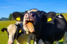 Choroba niebieskiego języka