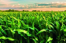 Evritell 162 OD - nowa jakość w ochronie przed chwastami!