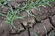 Chwasty w zbożu - miotła zbożowa, przytulia czepna