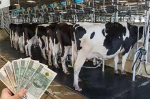 Niemcy: ceny mleka i sera lecą w dół, a rolnicy rezygnują z produkcji