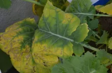 Jak potas pomaga roślinom przetrwać zimę?