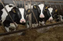 Bydło mleczne w oborze