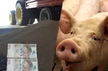 Ceny zbóż bardzo niskie, świnie jeszcze tańsze