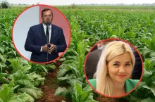 uprawa tytoniu, twarz ministra rolnictwa i wiceminister rolnictwa