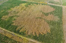 Sadzenie dla Niepodległej