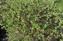 Haskap w pełnym rozkwicie 14.04.2025