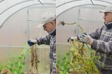 Zima zniszczy twoją szklarnię? Sprawdź, co musisz zrobić po jesieni