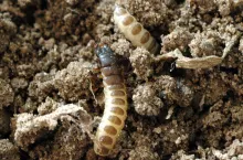 Larwa łokasia garbatka