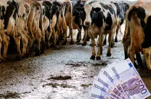 Ceny mleka spadną? Rolnicy ostrzegają przed katastrofą