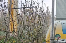 zabiegi miedzią w sadach gruszowych