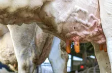 Zapalenie wymienia u krów