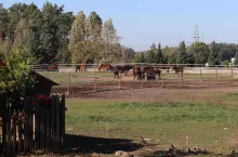 NIeodłącznymi towarzyszami rodziny Łazińskich są konie rasy zimnokrwistej 