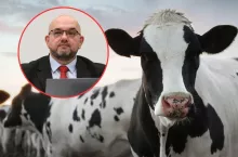 krowa mleczna, twarz Hydzika