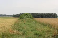 Miedza między polami uprawnym