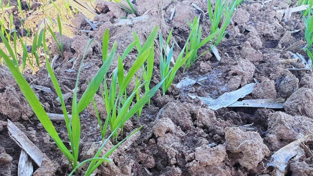 Jesienne stosowanie Arcton WG – sposób na wzmocnienie zdrowotności i kondycji zbóż przed zimą