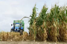 Są wstępne wyniki plonowania kukurydzy na kiszonkę. Które odmiany wygrały?