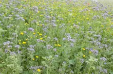 Czy uprawa międzyplonów się opłaca?