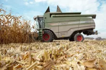 Koszona kukurydza na ziarno