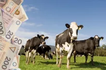 Ceny mleka w dół. To dopiero początek spadków?