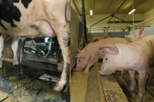 bydło mleczne, świnie