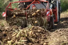 Zbiór ziemniaków kombajnem na polu