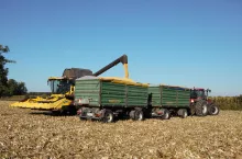 Koszona kukurydza wysypywana na przyczepy