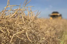 Rzepak na polu z kombajnem w tle