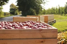 ciagnik sadowniczy na drodze publicznej