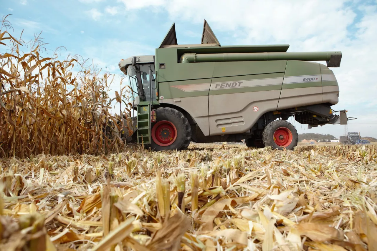 Koszona kukurydza na ziarno