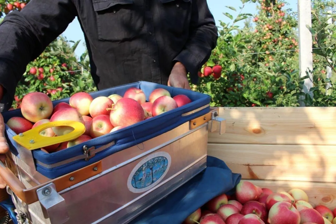 zbiory jabłek